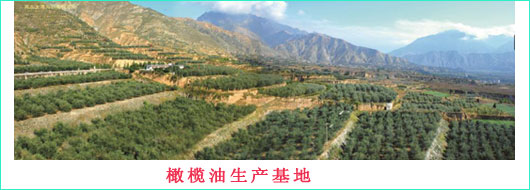 橄欖油生產(chǎn)基地